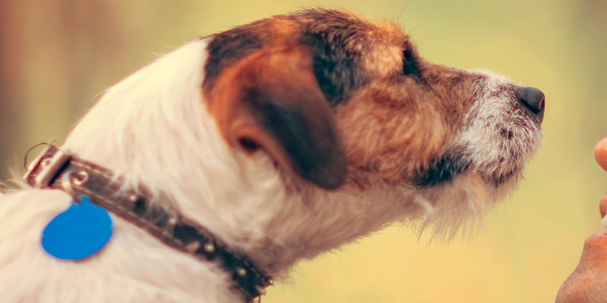 Polishund dog bara timmar efter sin ägare – begravdes tillsammans
