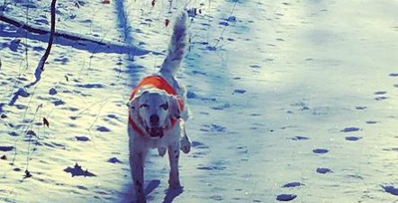 Hunden Pete dog av sina skador efter att han skyddade sin familj från en björn