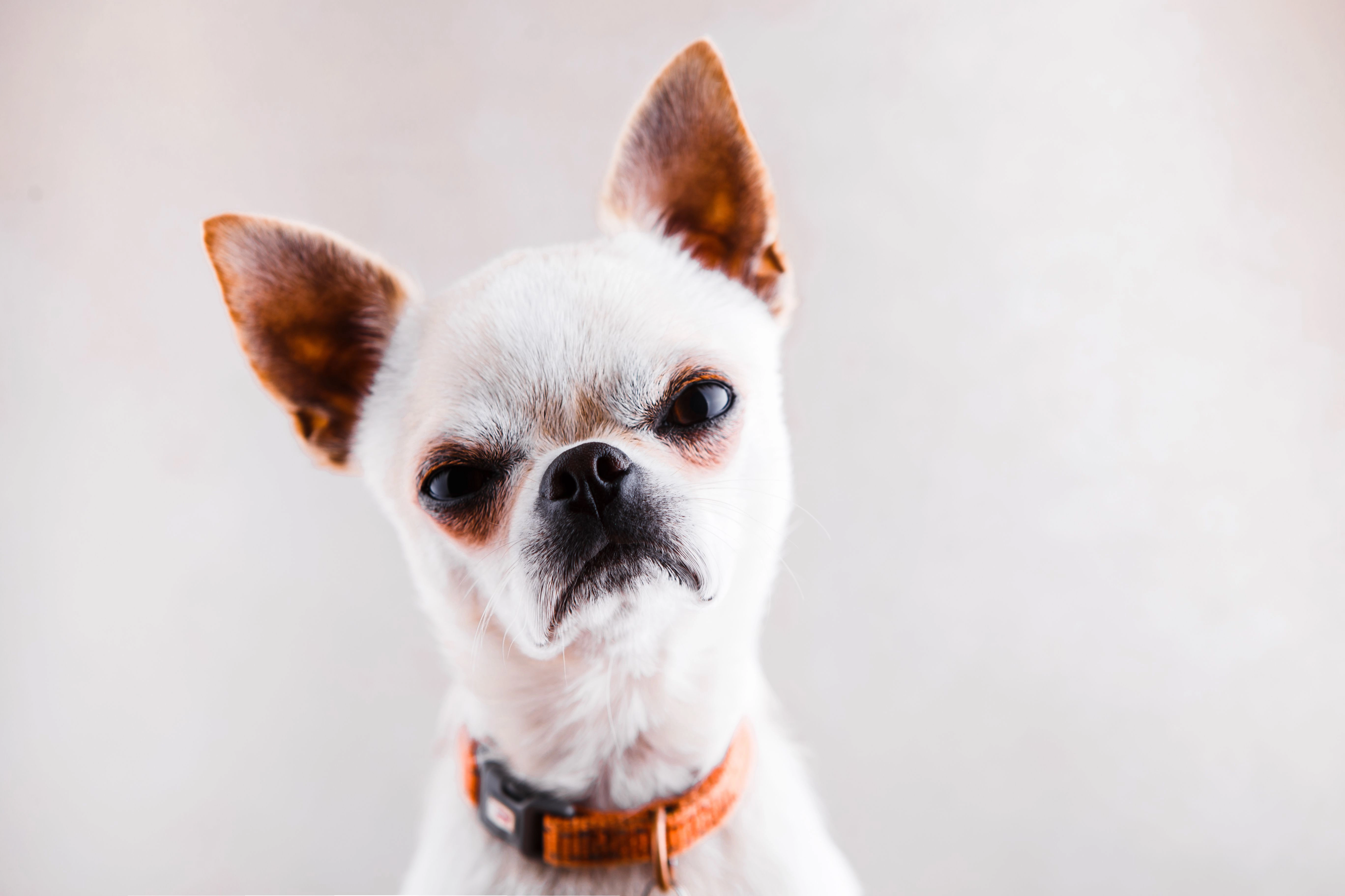 Sex tecken på att din hund kanske hatar dig
