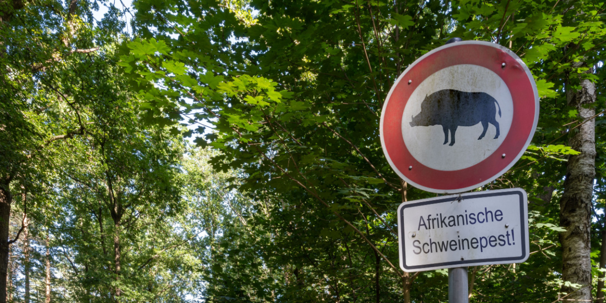 Svinpestvarning i Sverige: Totalförbud mot jakt och bärplockning