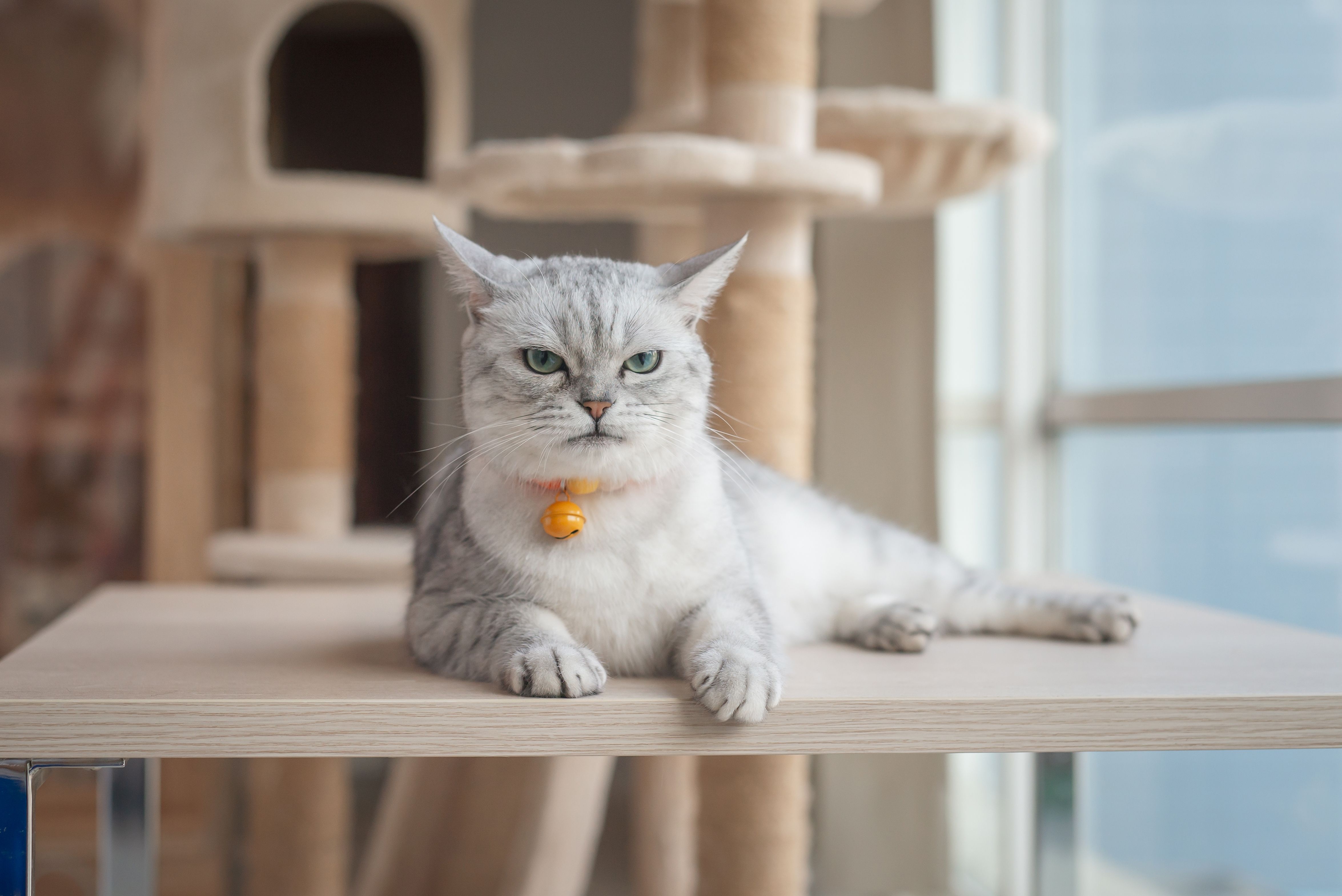 Veterinärens varning: Dina hormonkrämer kan skada ditt husdjur