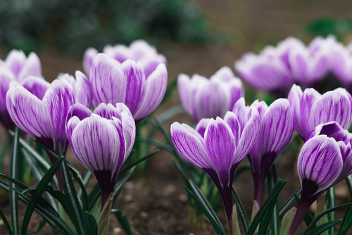 Blommors språk: symbolerna bakom en viss typ av blomma
