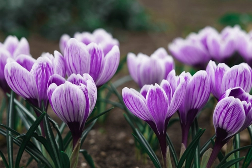 Blommors språk: symbolerna bakom en viss typ av blomma