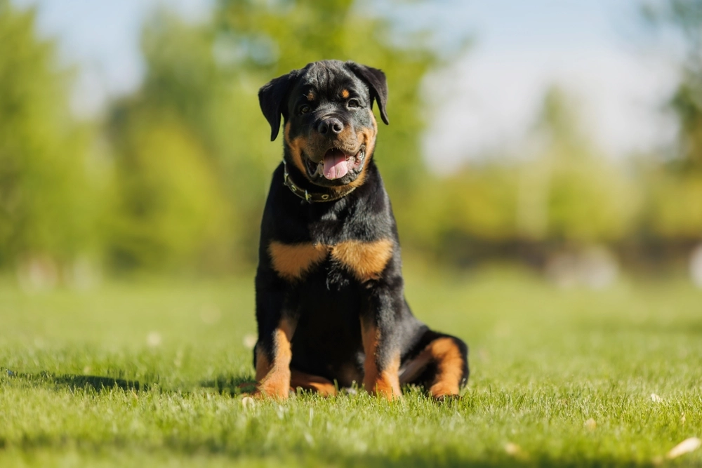 Så får du din hund att skälla mindre – misstaget många gör