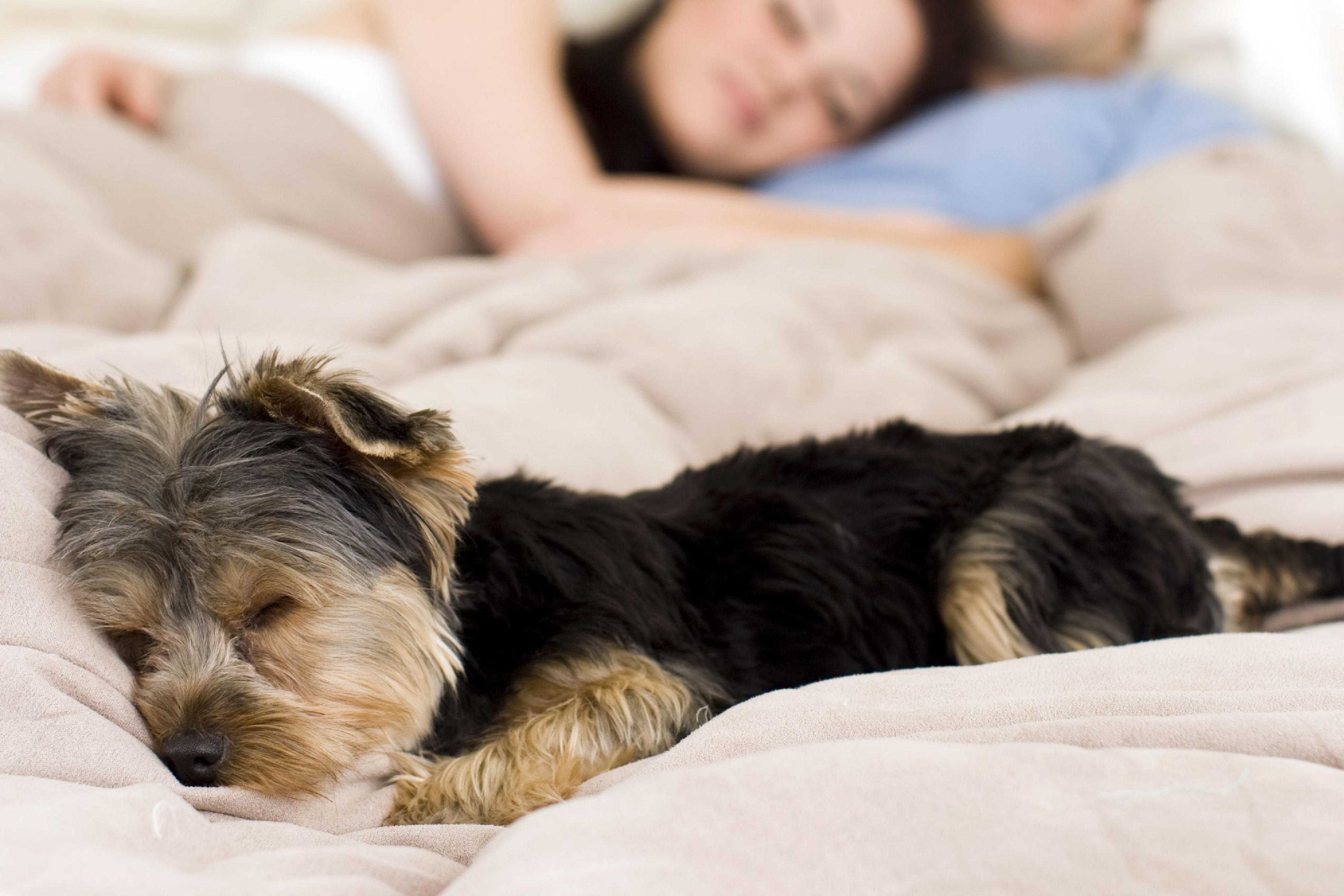 Vill du sova bättre? Studie föreslår att du ska dela säng med din hund istället för din partner