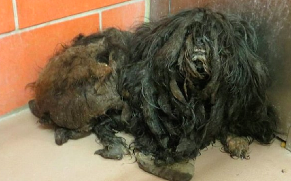 Hemlös hund levde fruktansvärt liv med smutsig och tovig päls: Nu har hon fått sin första klippning någonsin