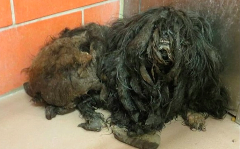 Hemlös hund levde fruktansvärt liv med smutsig och tovig päls: Nu har hon fått sin första klippning någonsin