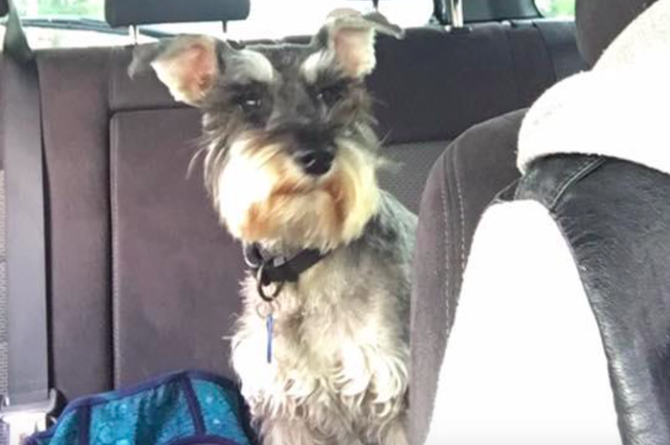 Matte skulle hämta sin hund: På vägen hem upptäckte hon det pinsamma misstaget