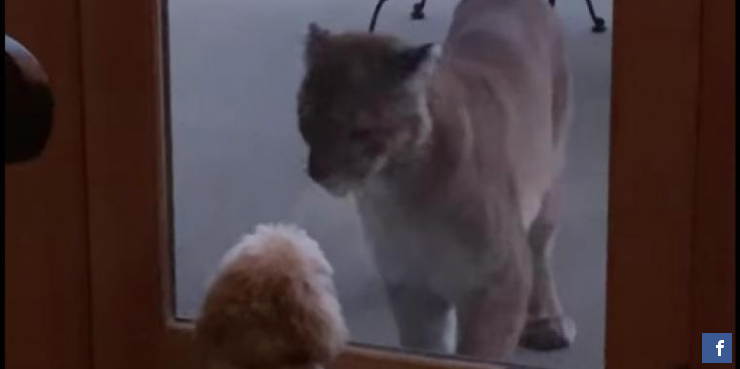 Liten hund försvarar familjens hus mot stor puma