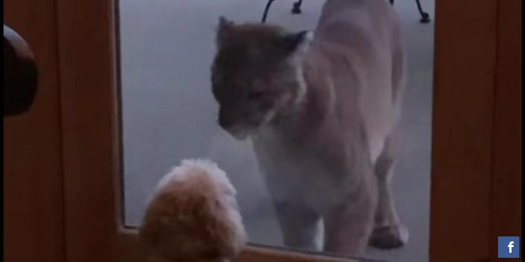 Liten hund försvarar familjens hus mot stor puma