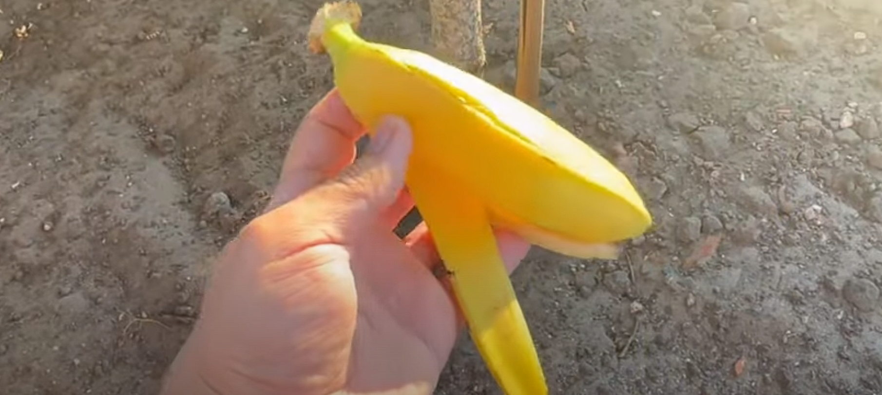 Han begraver en bananskal i jorden: Här är anledningen