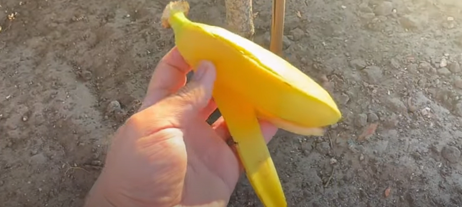 Han begraver en bananskal i jorden: Här är anledningen