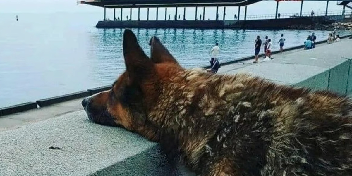 En tolvårig väntan vid havet får ett rörande slut: Nu är hunden och hans ägare återförenade för alltid