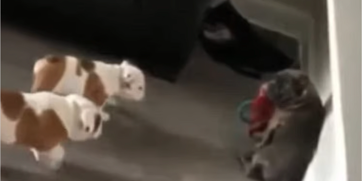 Två bulldogs försöker stjäla en leksak: Här är videon du inte kan sluta skratta åt