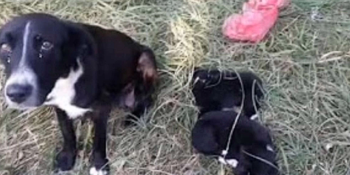 En tårögd vädjan: Hundmamma söker desperat hjälp för sina valpar