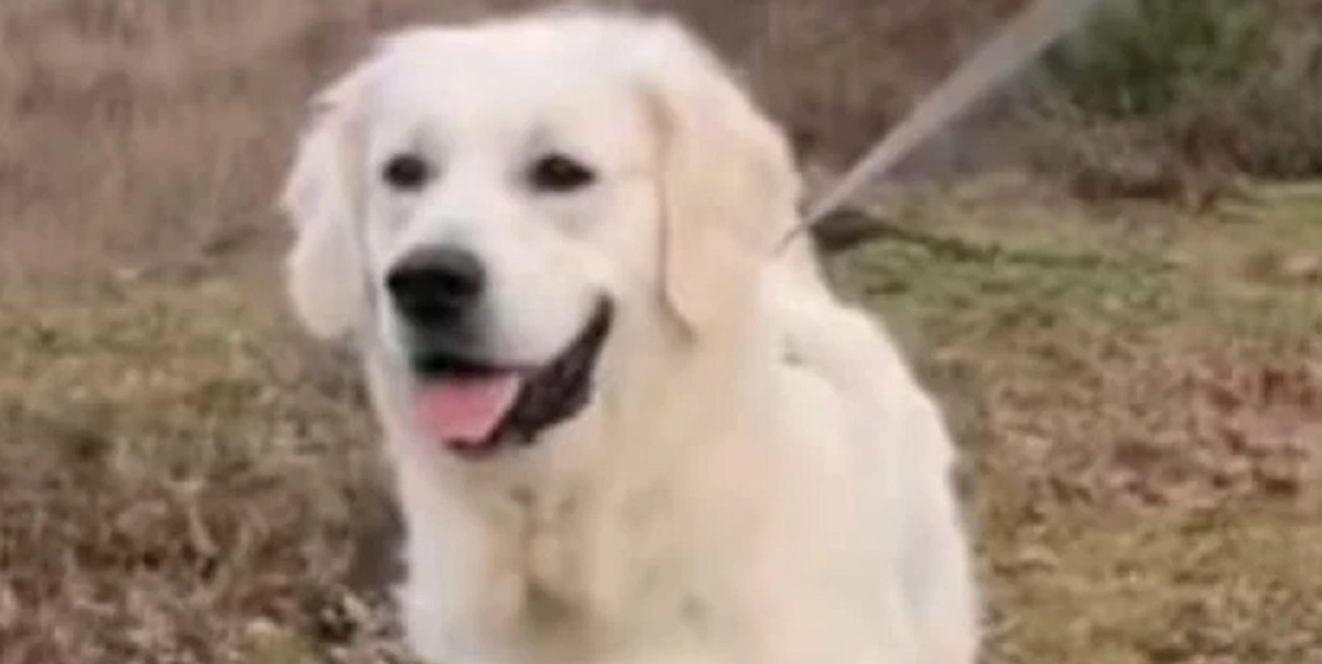 Golden Retrievers reaktion på skäll blir viral: Videon kommer att smälta ditt hjärta
