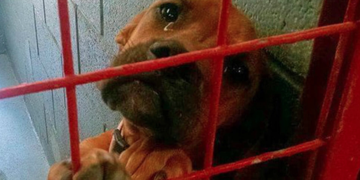 Övergiven hund ’gråter’ medan den väntar på att avlivas