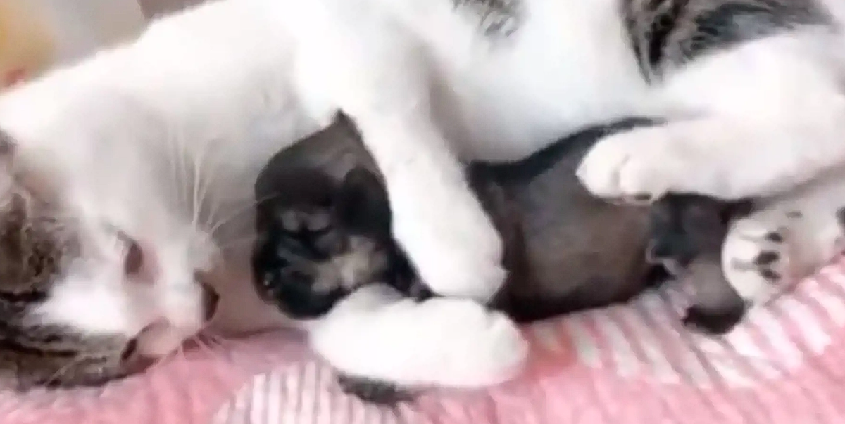 Katt tar hand om liten valp så ömt att det är svårt att inte bli rörd