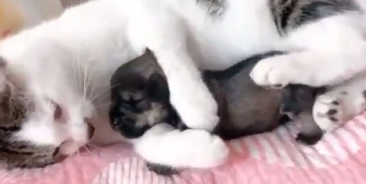 Katt tar hand om liten valp så ömt att det är svårt att inte bli rörd