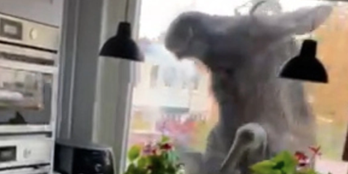 Familj i Linköping får oväntat besök: Älg knackar på köksfönstret