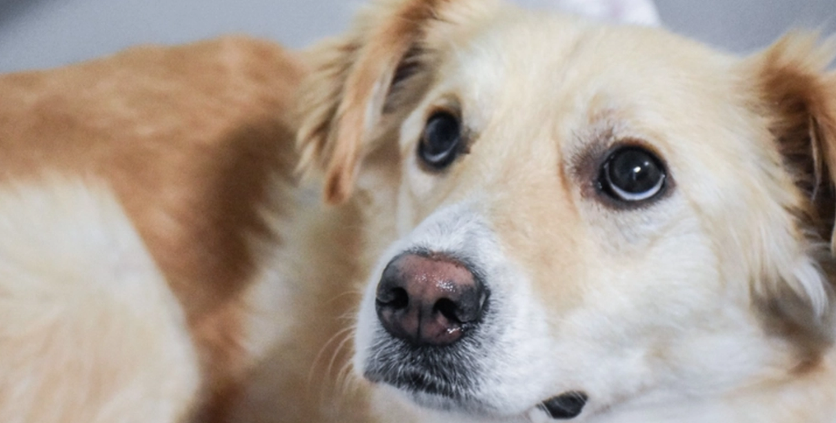 Snart smäller det: Så skyddar du bäst din hund från oljuden