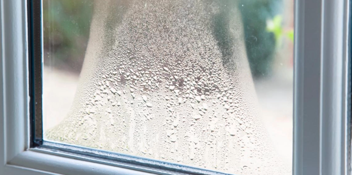 Sätt den här växten i sovrummet: Du blir av med kondens på nolltid