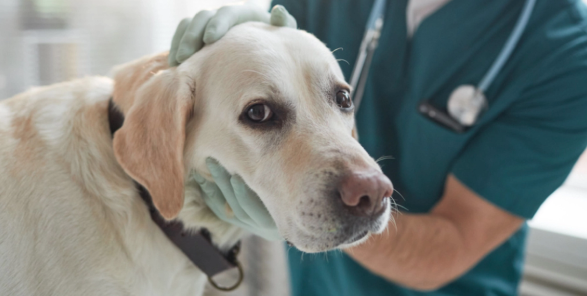 Veterinärer riktar en uppriktig vädjan till hundägare: De förtjänar det