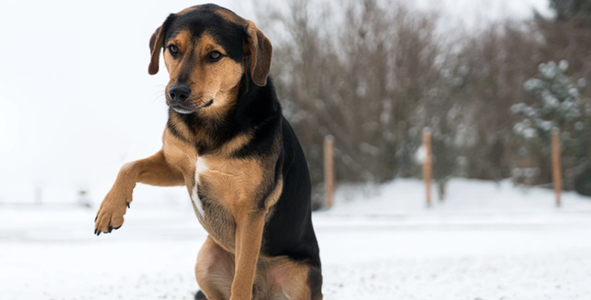 Det skyddar människor från olyckor- men det är en smärtsam prövning för din hund
