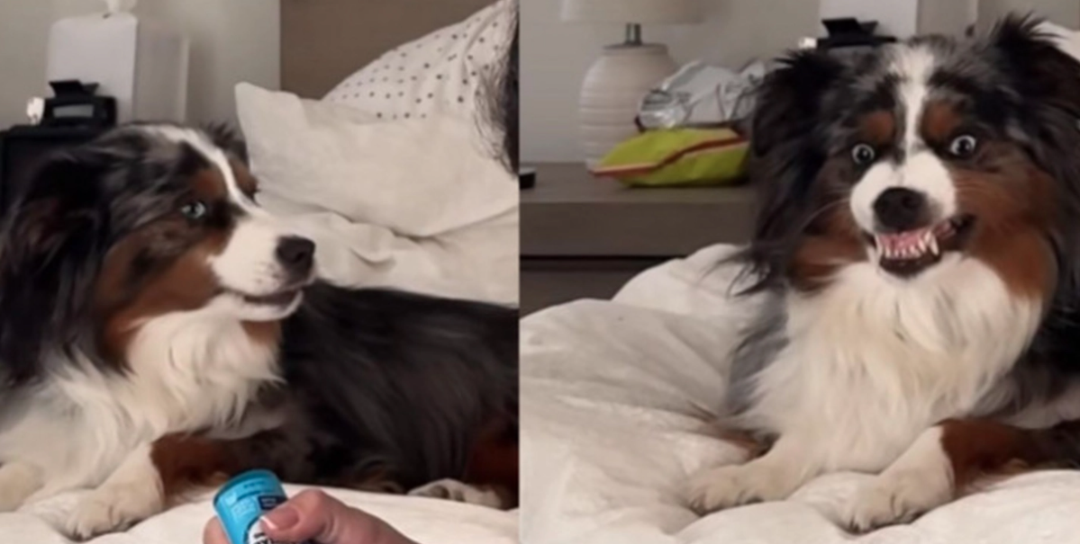 Hund-video får internet att skratta: Se hundens roliga reaktion när ägaren förbereder tandborstning