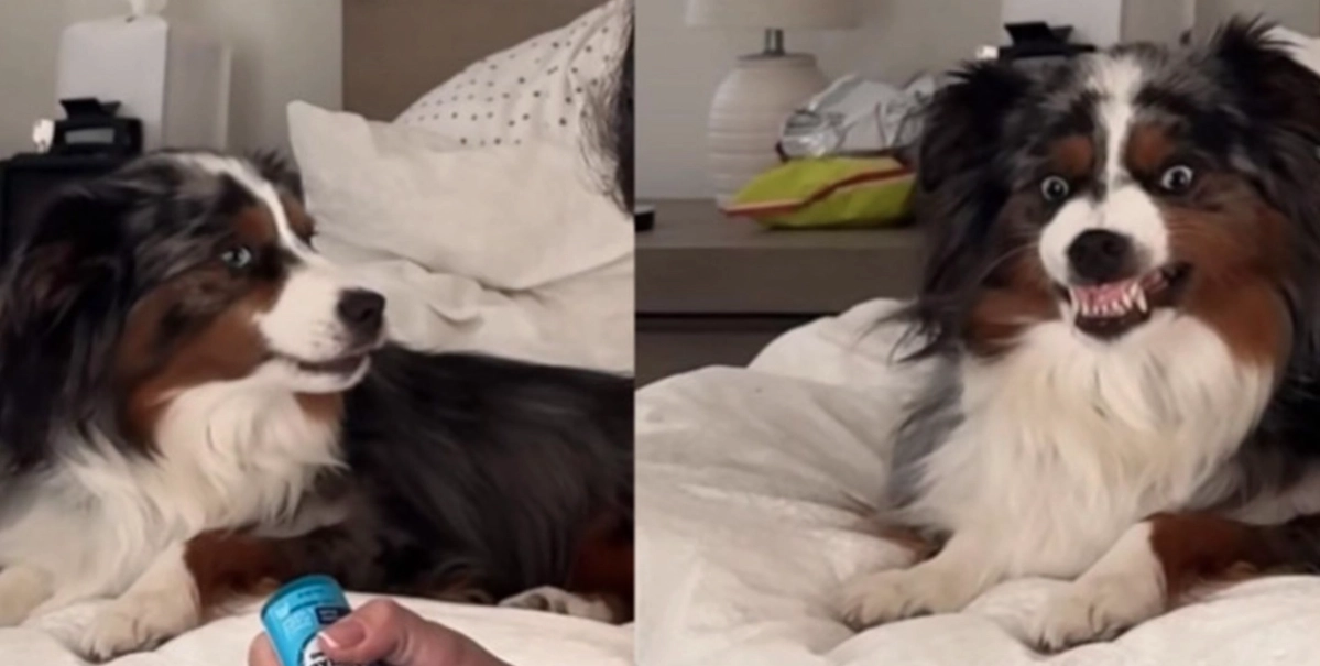 Hund-video får internet att skratta: Se hundens roliga reaktion när ägaren förbereder tandborstning