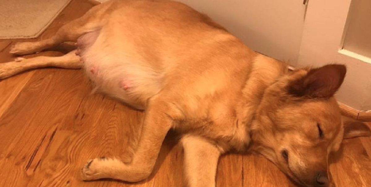 Gatuhunden var dräktig och skulle föda: Veterinären fick en chock när hon såg valparna