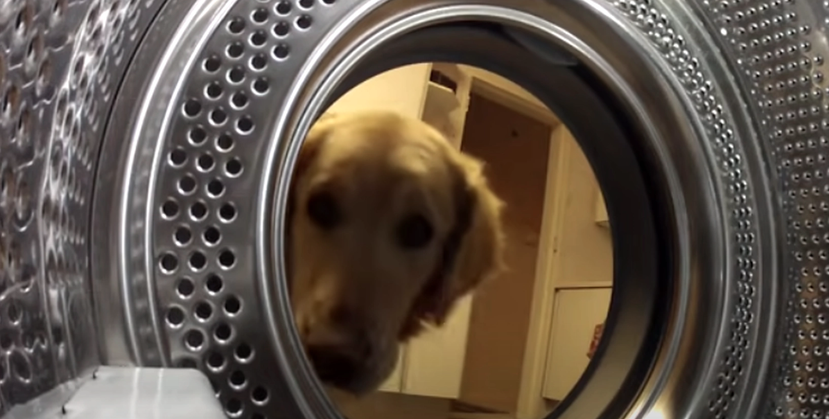 Hunden tittar in i tvättmaskinen: Det den sedan gör får hela internet att skratta