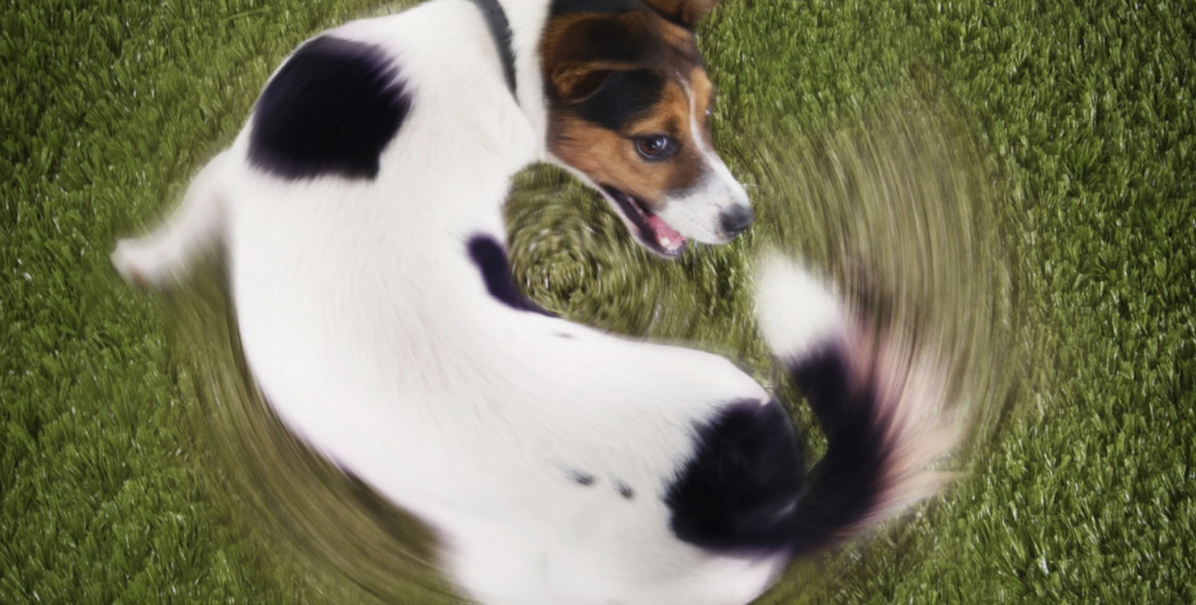 Jagar din hund sin svans? Hundexpert förklarar om du bör vara orolig