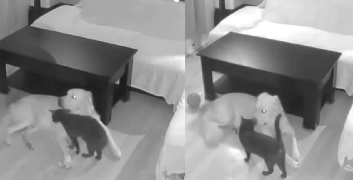 Lämnar hund och katt ensamma hemma: Ägarna i chock över vad övervakningskameran visar