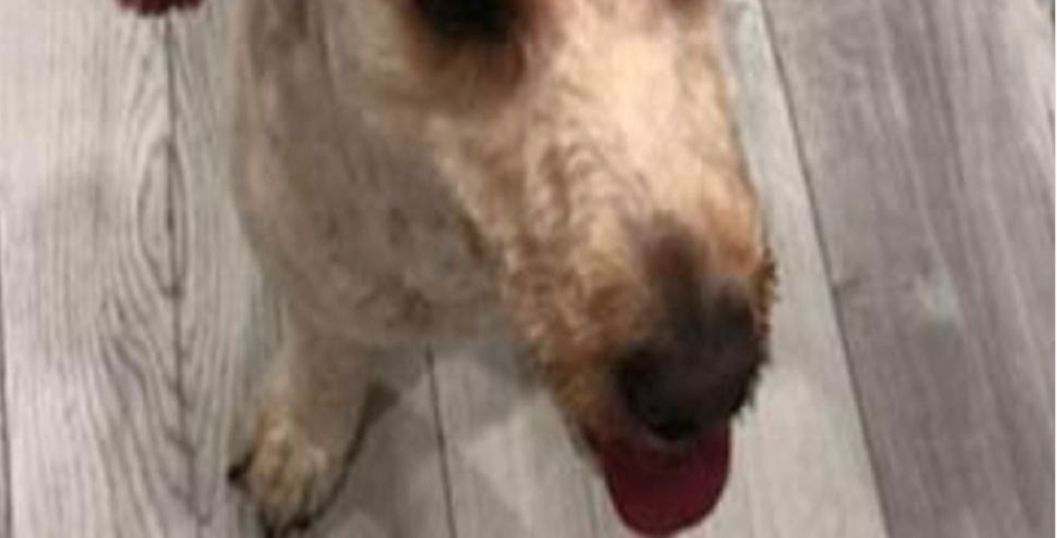 Skulle hämta sin hund från hundfrisören: Ägaren kunde inte tro sina egna ögon när hon såg vad som hänt