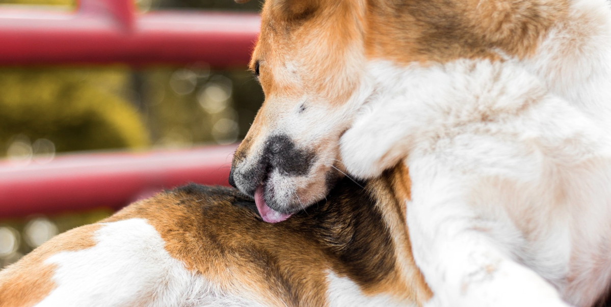 Du får aldrig ignorera dessa dessa tecken från din hund: Indikation på att något inte står rätt till