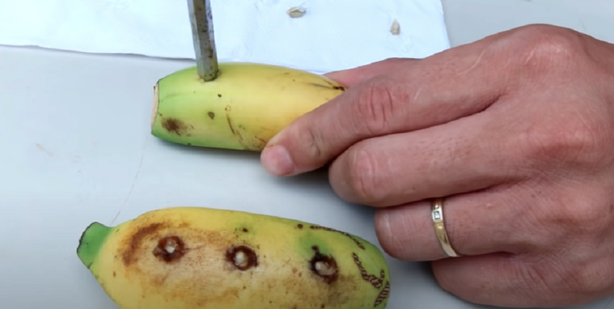 Han lägger citronfrön i sin banan: När du ser vad som händer kommer du vilja göra samma sak