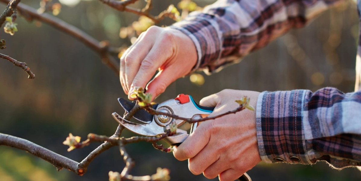 ”Sista chansen” att beskära dessa blommor för ett blomstrande resultat