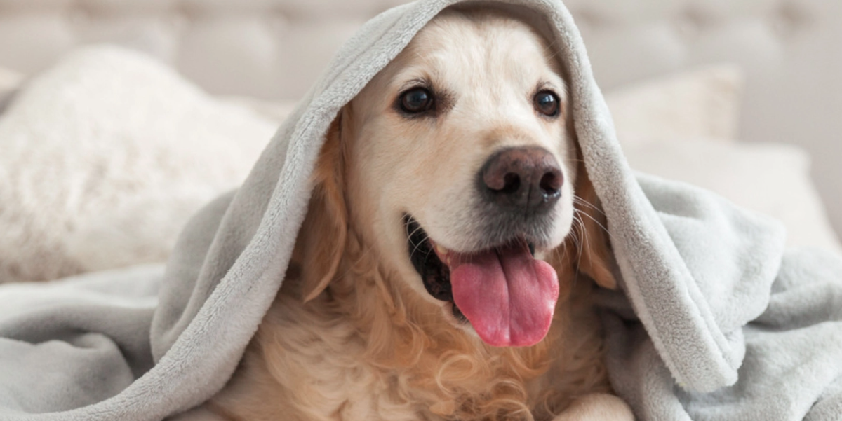 7 anledningar till att din hund ska sova i din säng