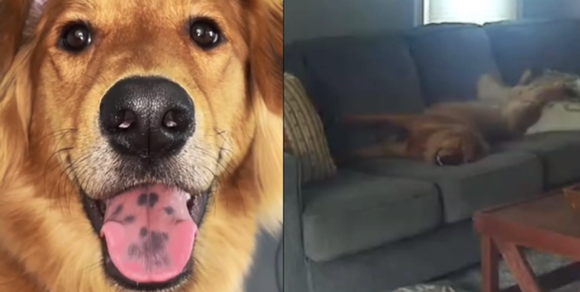 Golden retriever är ensam hemma för första gången: Vad den dolda kameran snappar upp får internet att skratta
