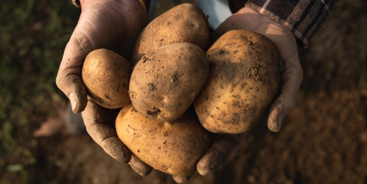 Sluta koka potatis i vanligt vatten: Det finns en mycket bättre och godare metod