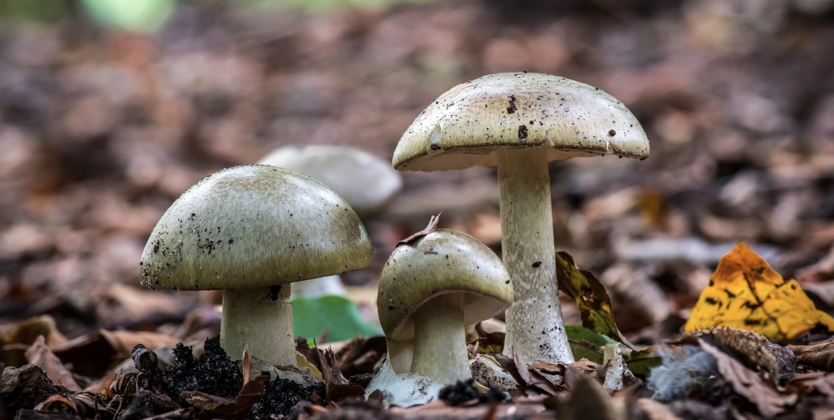 Växtblindhet ökar bland unga: Naturskyddsföreningen slår larm om kunskapsbrist