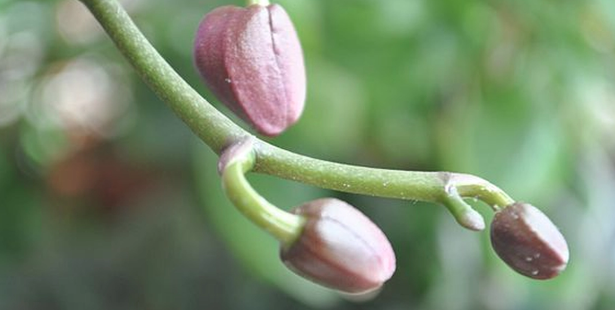 Har du problem med att få dina orkidéer att blomma? Testa då denna metod