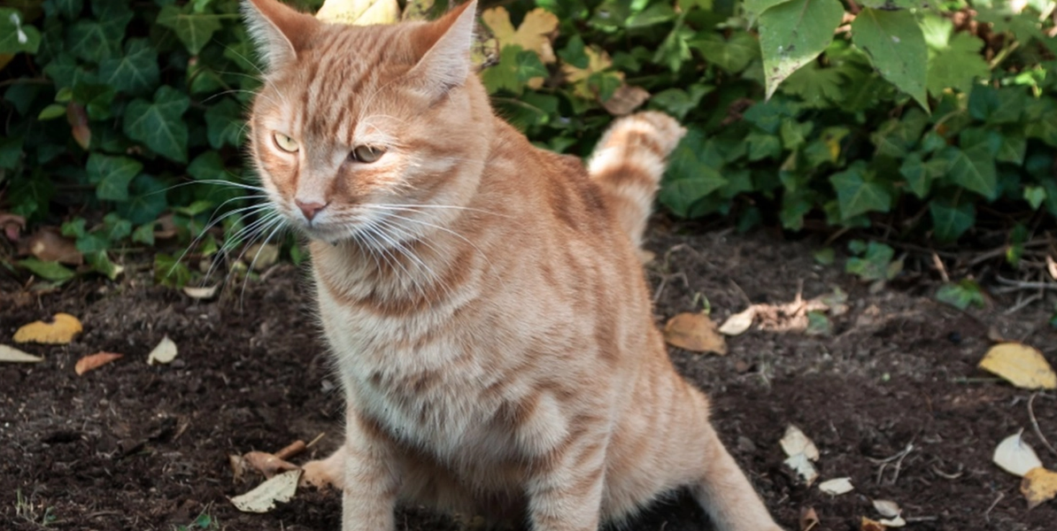 Så här undviker du att katter använder din trädgård som toalett