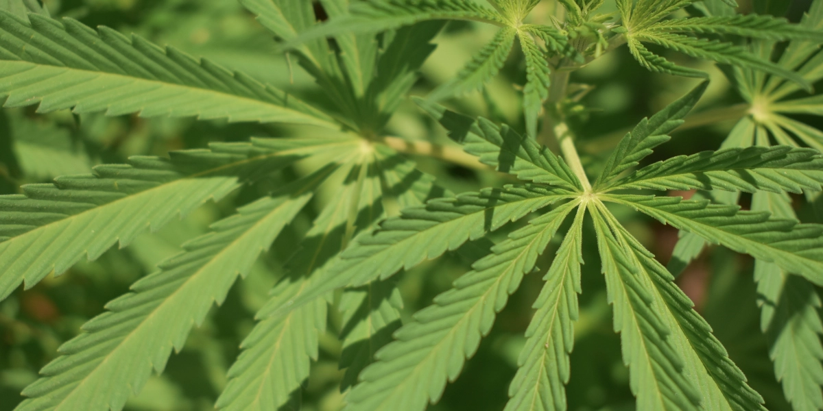 Historiskt beslut: Medicinsk cannabis blir permanent i Danmark