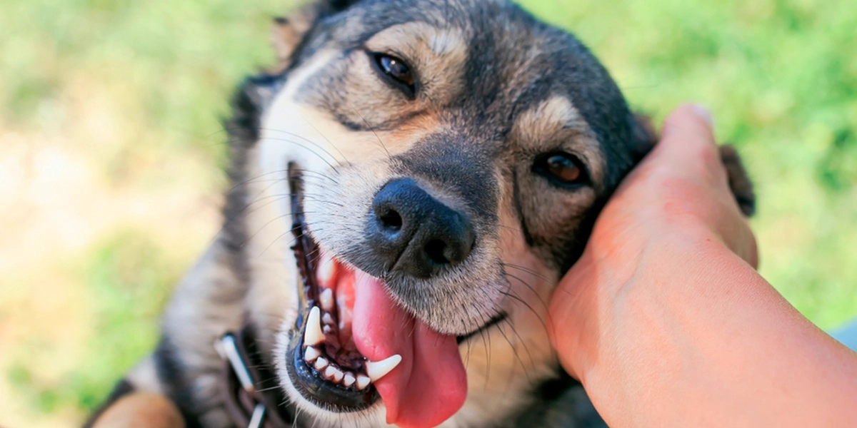 Hur lång tid tar det för din hund att glömma dig? Svaret kommer förvåna dig