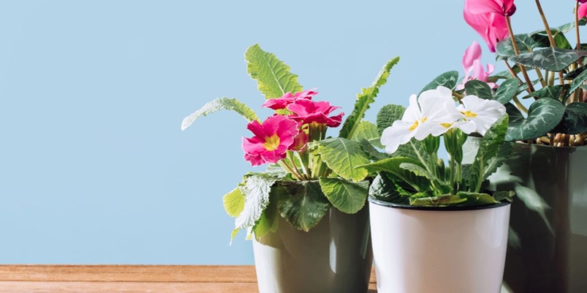Lägg bara till en tesked av detta i dina krukväxter, och de kommer att blomstra som aldrig förr