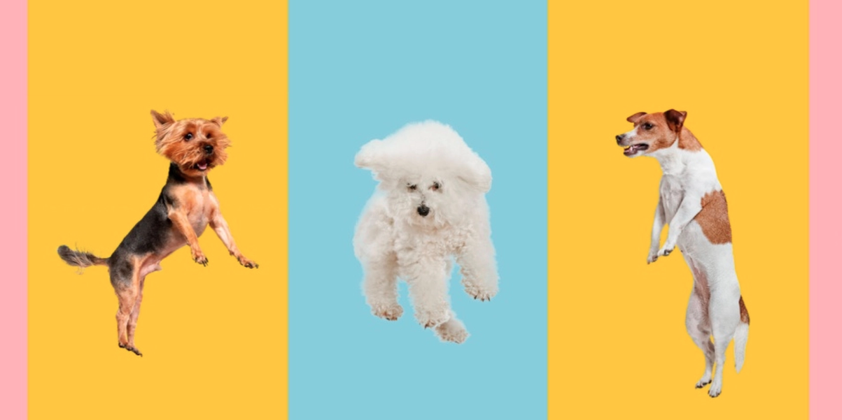 Vilken personlighetstyp är din hund? Gör detta quiz och ta reda på det