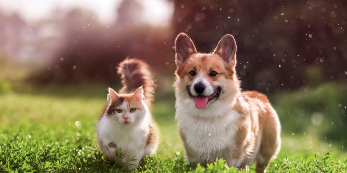 Vem är smartast, hund eller katt? Undersökning avslöjar vilket husdjur som har högst IQ