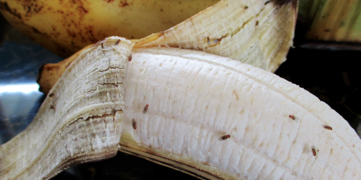 Minns du förra året? Bli av med bananflugor en gång för alla